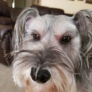 Meet your Posher, Heidi